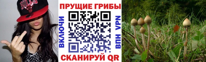 Псилоцибиновые грибы Cubensis  Гагарин 